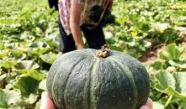 新瓜最新爆料网红蔡二哥,揭秘网红背后的惊人真相