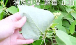 树叶白姨最新爆料,娱乐圈最新爆料大起底